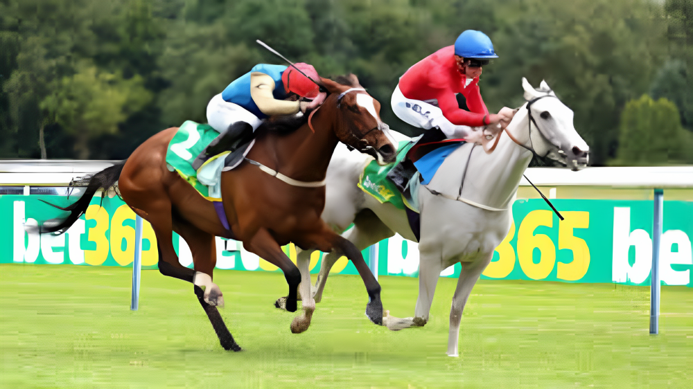 Branlette Hollandaise