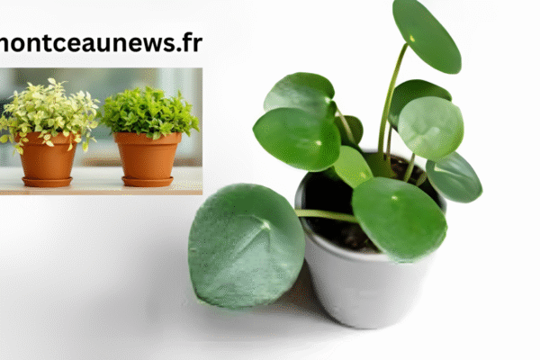 Asso Pilea Ne Pousse Pas