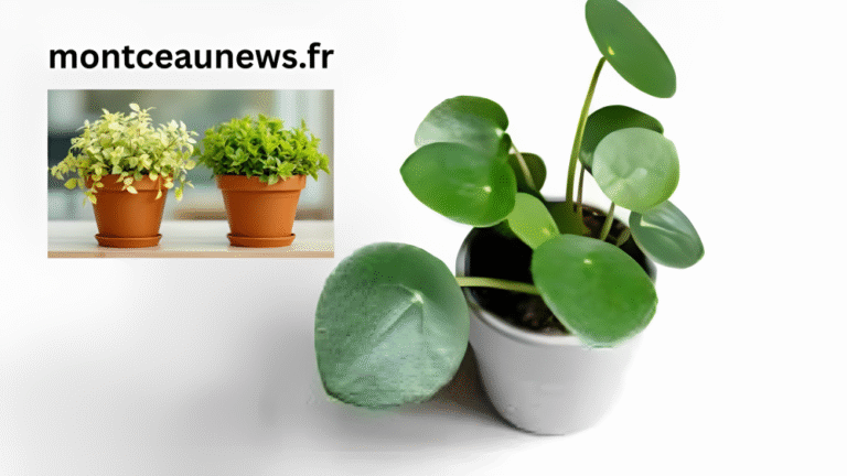 Asso Pilea Ne Pousse Pas